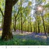 Kalendarz ścienny wieloplanszowy Forest 2025 - maj 2025